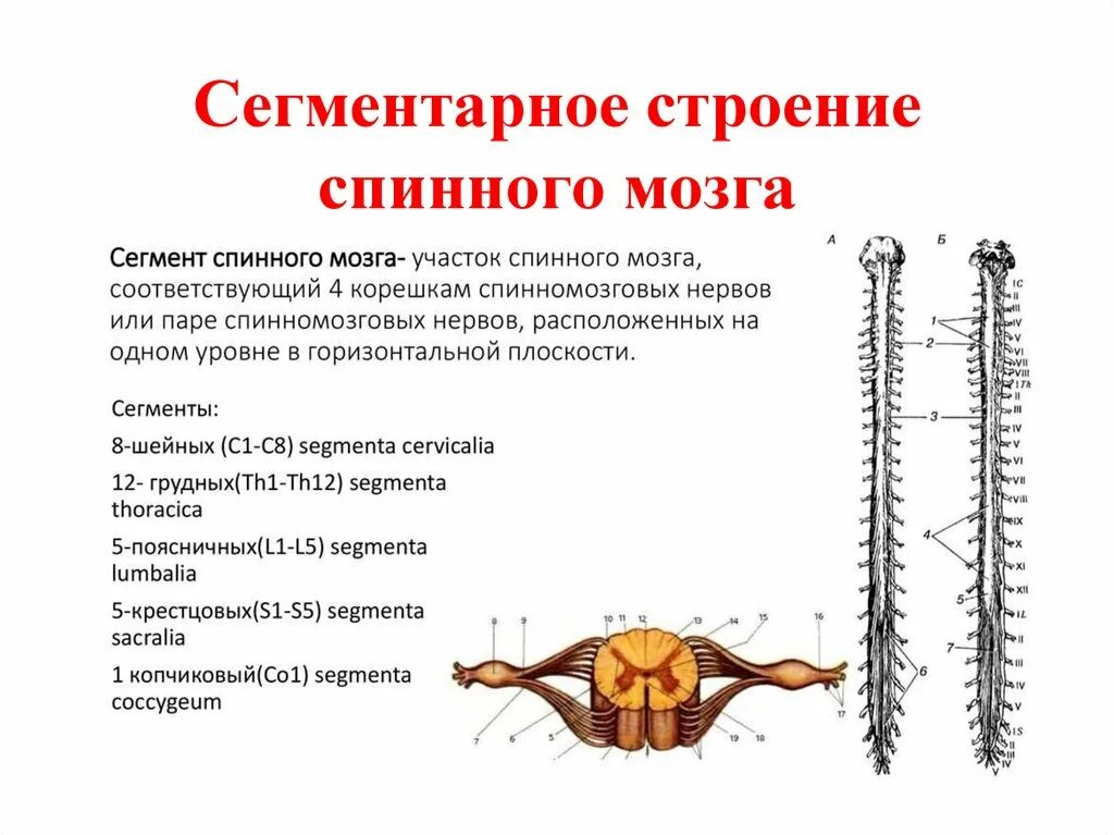 Локализация спинного мозга. Понятие о сегменте спинного мозга. Строение спинного мозга вид сбоку. Строение спинного мозга вид сбоку рисунок. Сегменты s1 s2 спинного мозга.