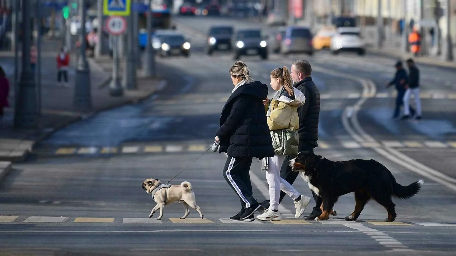 Где в москве можно с собаками. Город собак. Прогулка с собакой. Человек гуляет с собакой. Поводок для собак.
