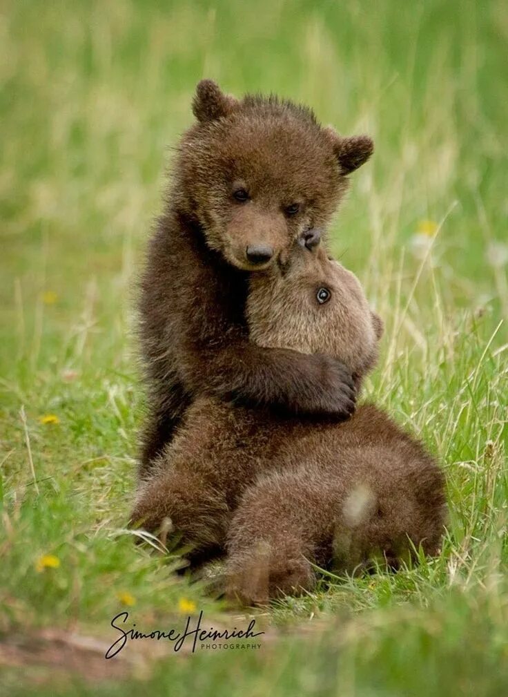 Медвежонок. Baby bear. Baby bear. Маленький бурый медвежонок. Baby bear.