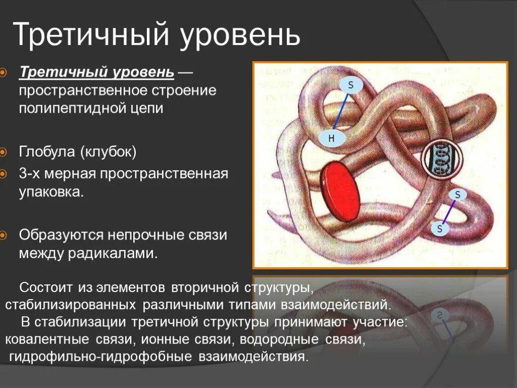 Третичная структура связи. Третичная структура стабилизируется. Третичная структура белка стабилизируется. Третичная структура глобула. Третичную структуру белка стабилизируют