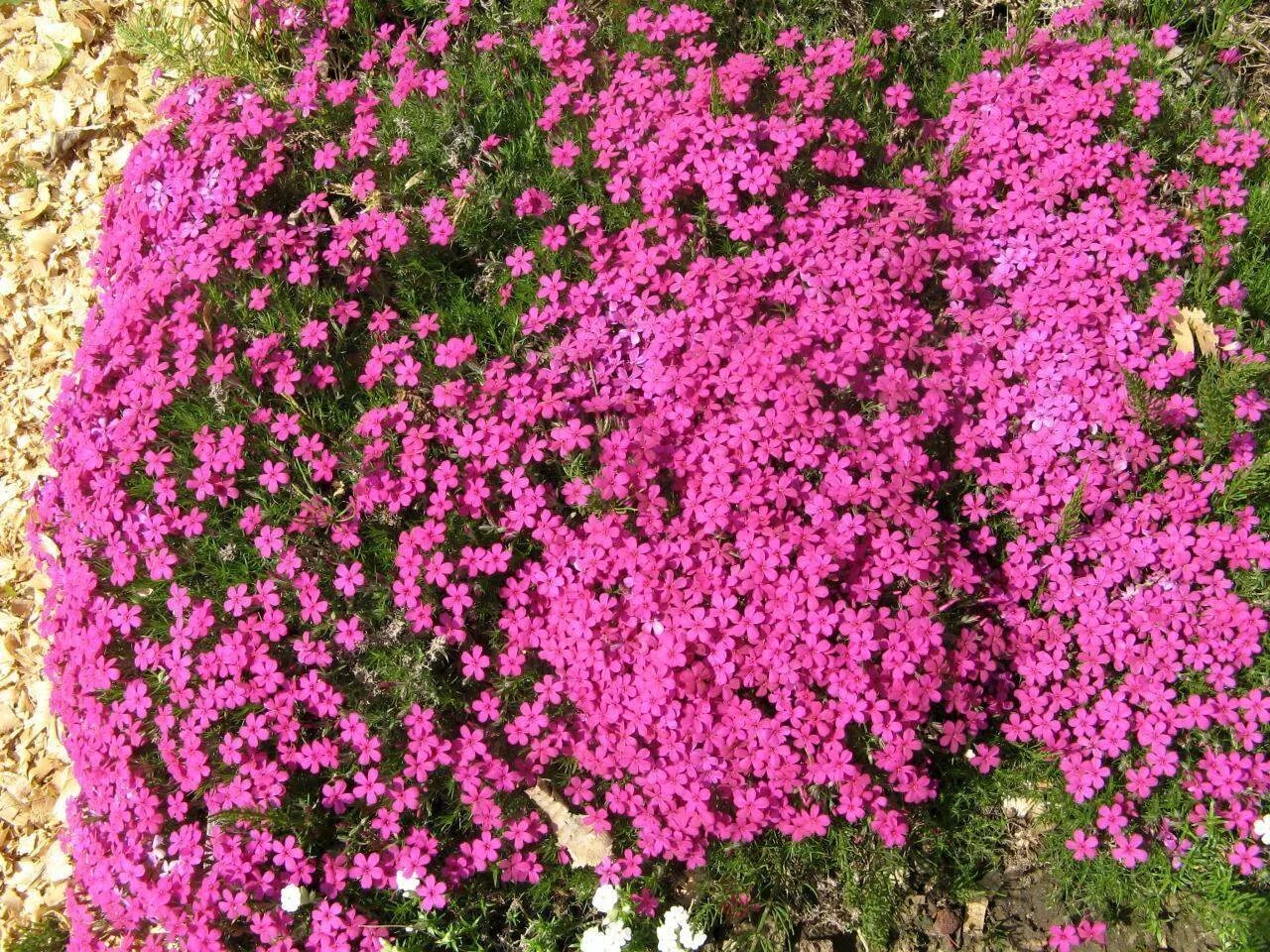 флокс почвопокровный. флокс шиловидный почвопокровный. почвопокровные растения северо запада. флокс шиловидныц почнокровеый. флокс почвопокровный.