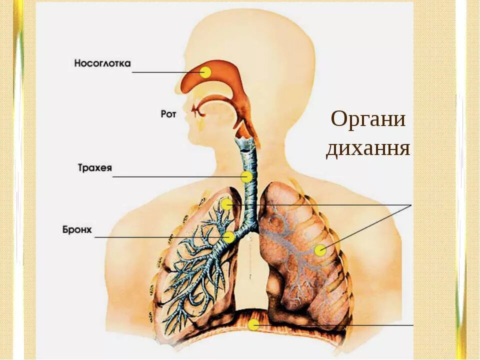 Дыхательная система человека трахея. Дыхательная система человека трахея и бронхи. Дыхательная система трахея анатомия человека. Система органов дыхания человека 3 класс окружающий мир.