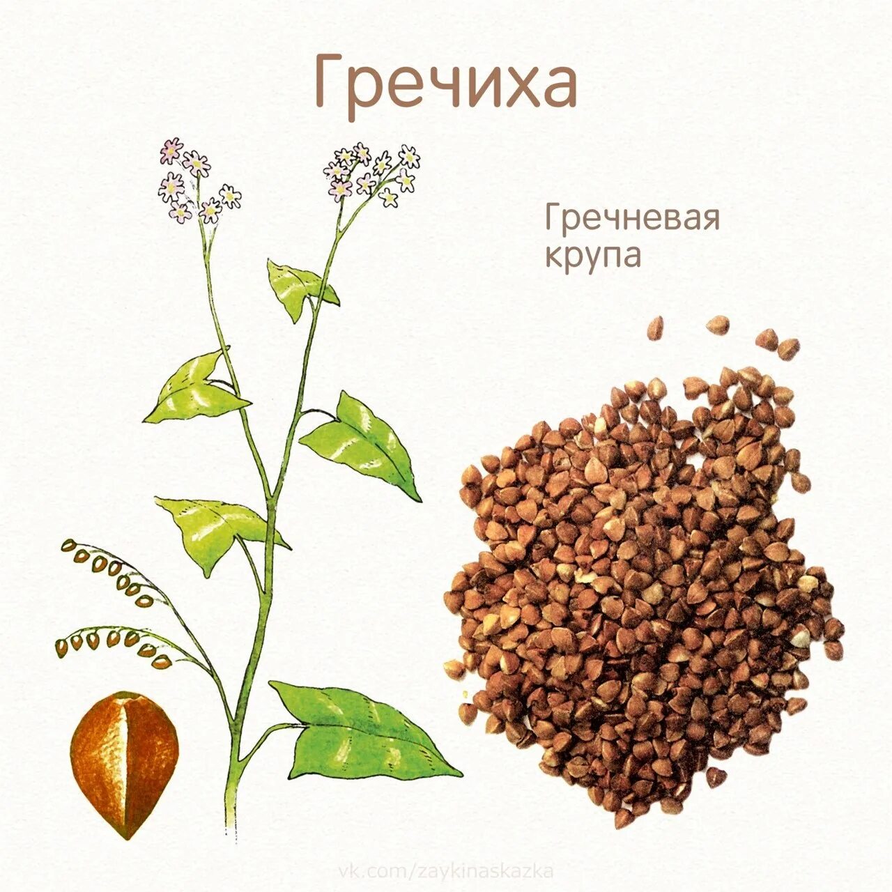 Гречиха это гречка. Плод гречихи. гречиха посевная зерновая культура. ботаника гречиха посевная. гречиха злак.