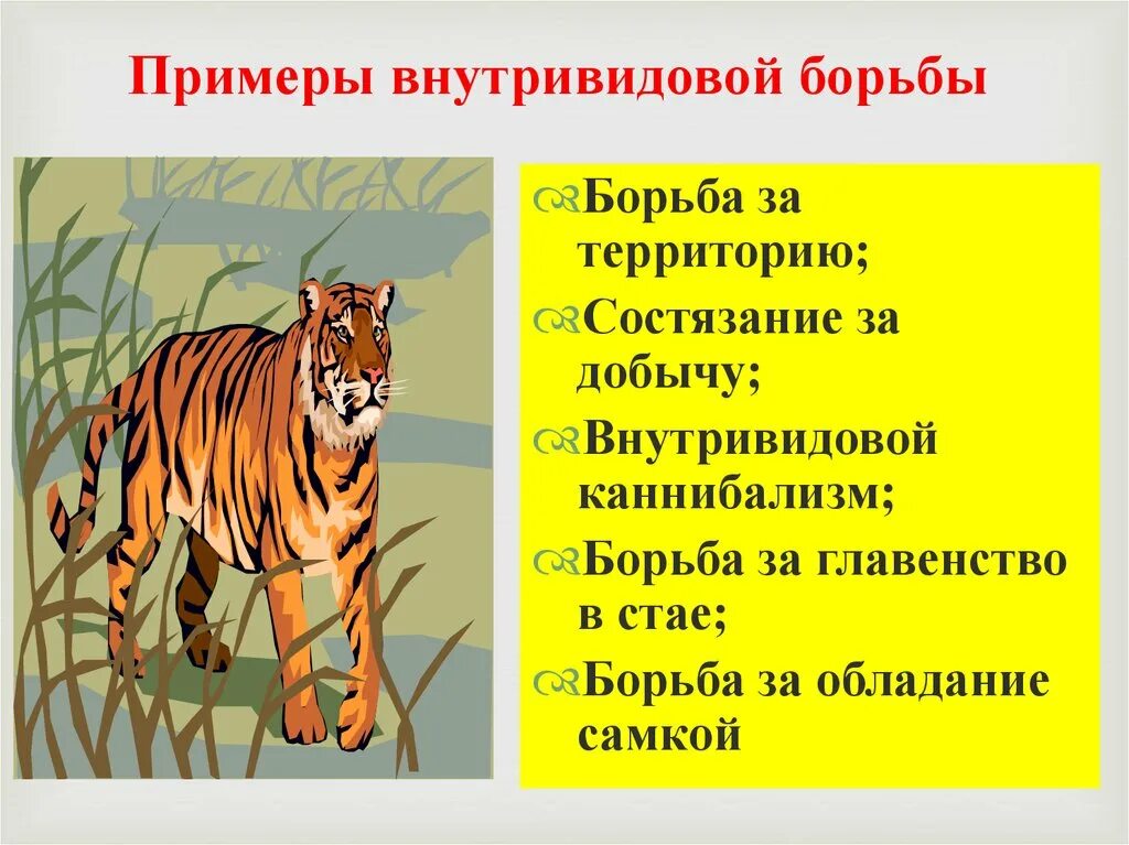 Характеристика внутривидовой борьбы. Внутривидовая борьба примеры. Внутривидовая борьба за территорию примеры. Внутривидовая примеры примеры. Внутривидовая борьба примеры животных.