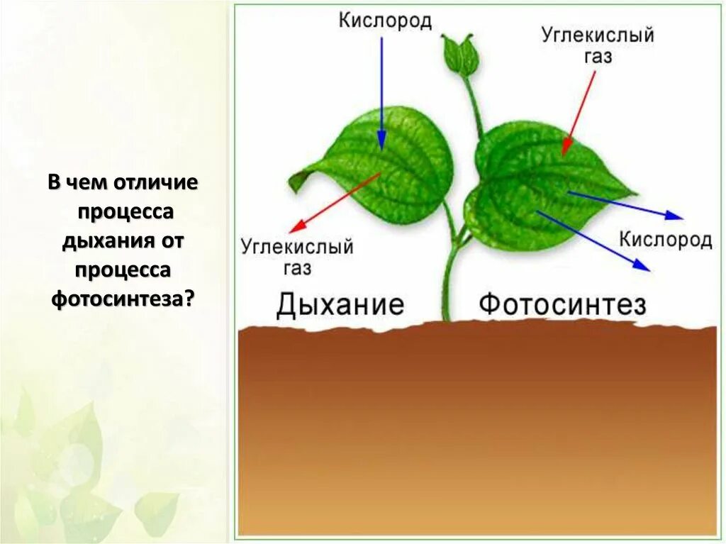 В процессе дыхания растения обеспечивают