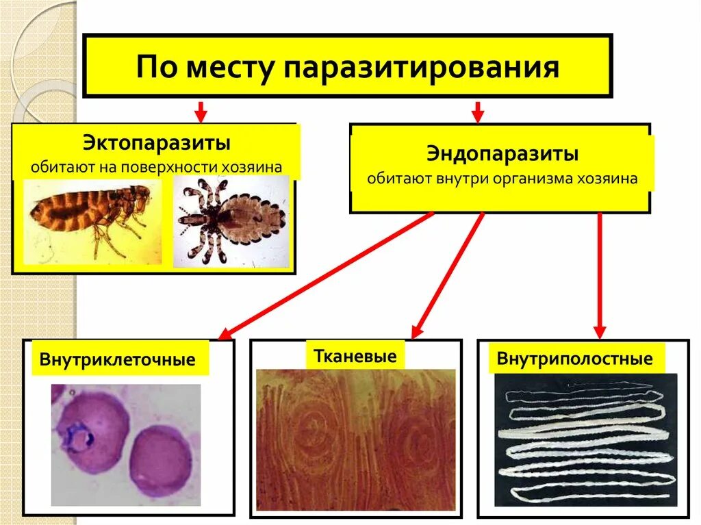 Паразитология болезни животных