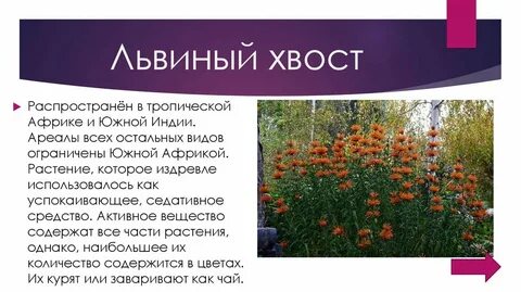 Львиный прилагательное