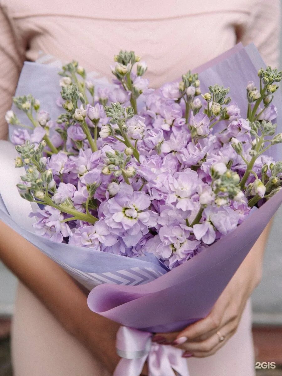 маттиола левкой букетная. хризантемы и маттиола. маттиола лавандовая. букет с маттиолой. матиола букетная.