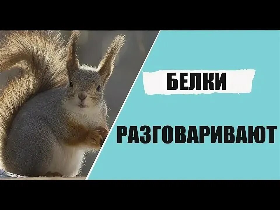 Как говорит белка. Как разговаривает белка. Как разговаривают белки. Как говорят белки. Какие звуки издают белки.