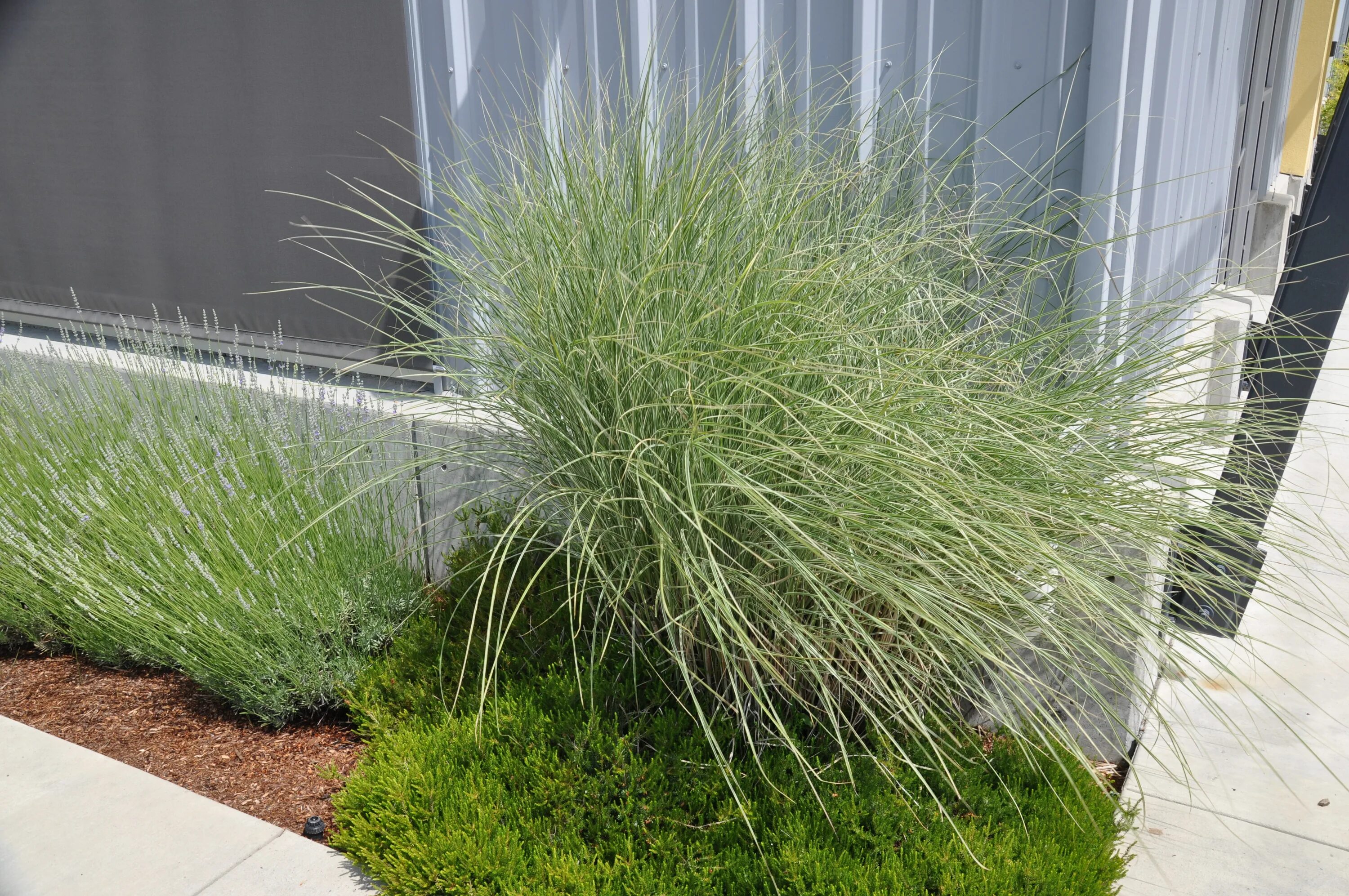 мискантус китайский (miscanthus sinensis `morning light`). мискантус китайский монинг лайт. мискантус морнинг. мискантус морнинг лайт. мискантус монинг лайт.