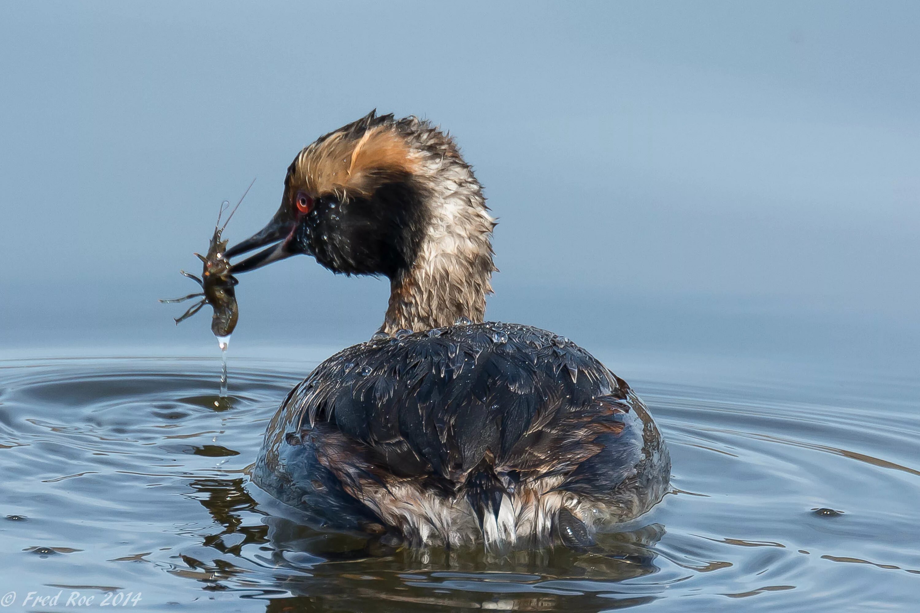 Водоплавающей птицей является