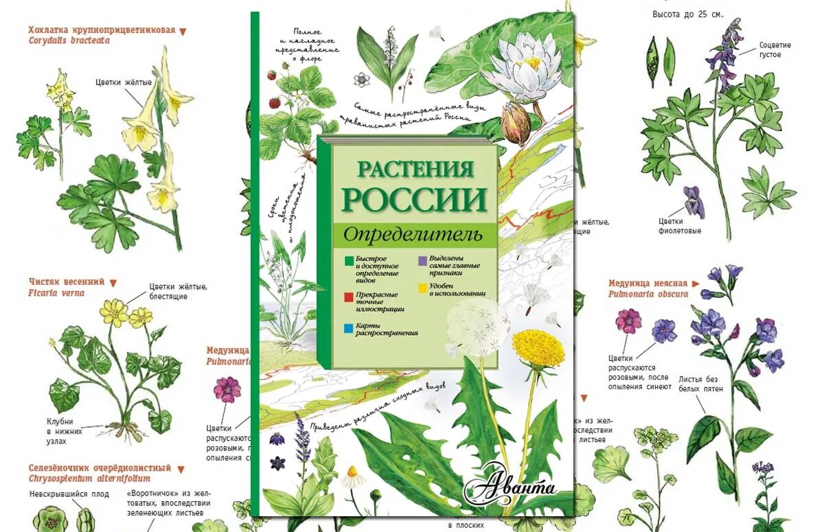 Как в яндексе определить растение по фото