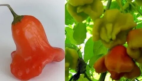 Острый перец колокольчик на зиму