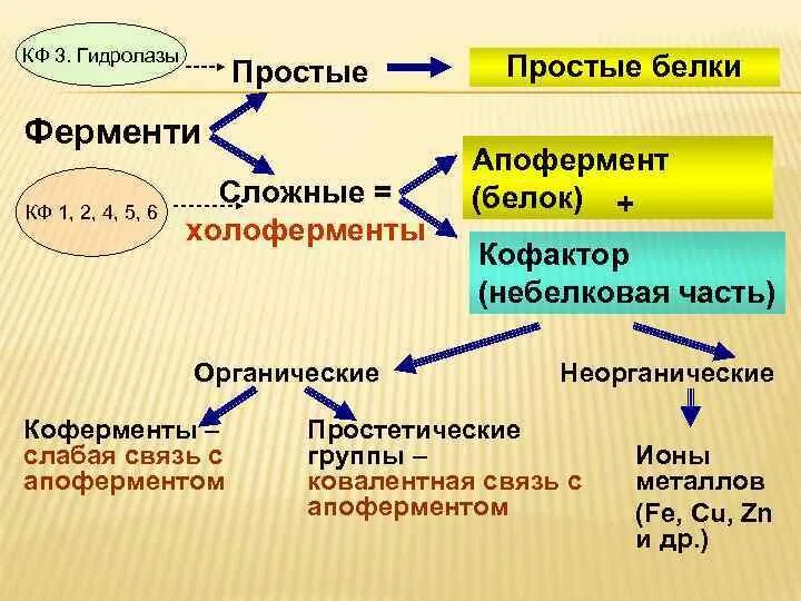 Природные ферменты. Строение сложного фермента. Структура простых и сложных ферментов. Структура сложных ферментов. Строение простых ферментов.