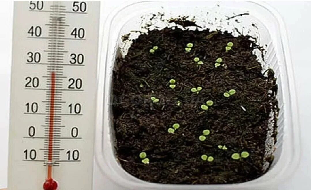 Температура прорастания семян томатов. Петуния всходы рассада. Пропастание семян петунь. Прорастание семян петунии. Семена для рассады.