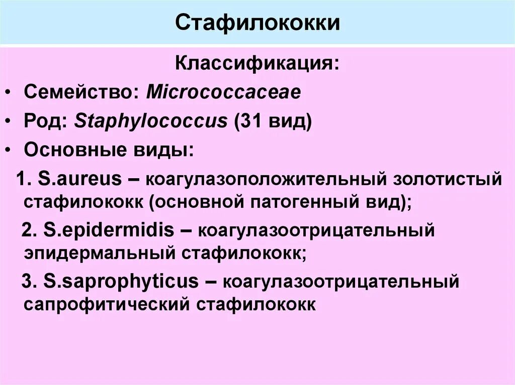 Стафилококки микробиология семейство. Микробиологическая характеристика стафилококков. Стафилококк золотистый царство. Потогонный стафилококк. Как правильно стафилококк.