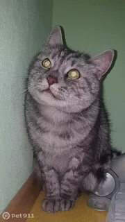 Кошки тольятти