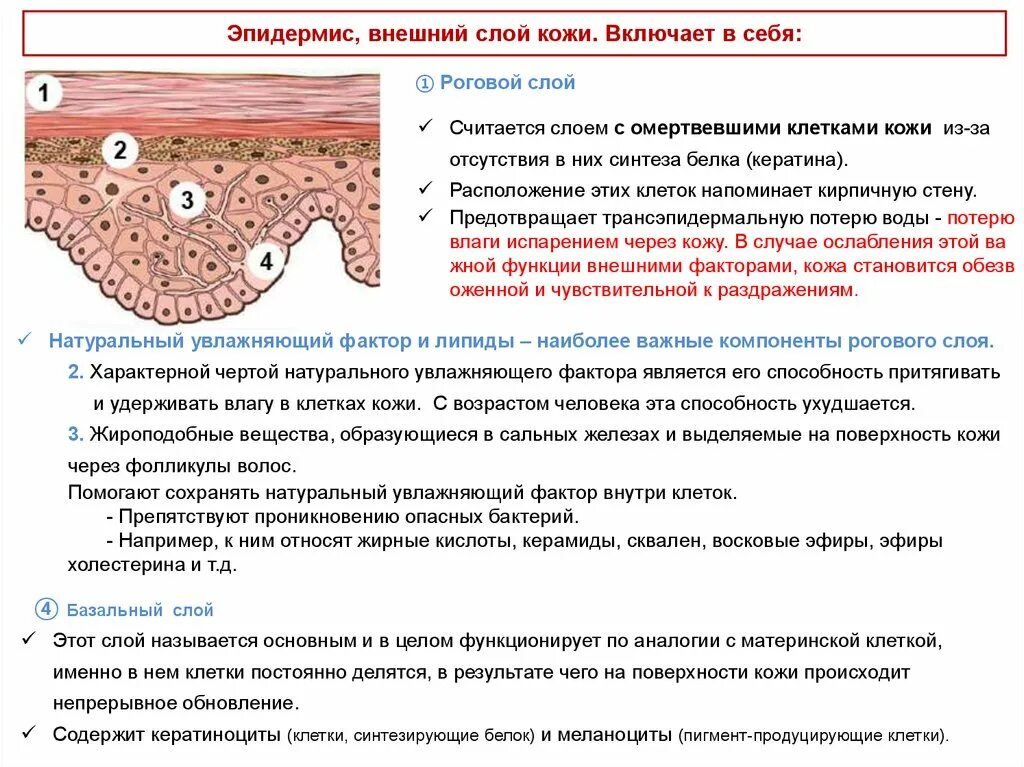 Синтезируются клетками кожного эпидермиса