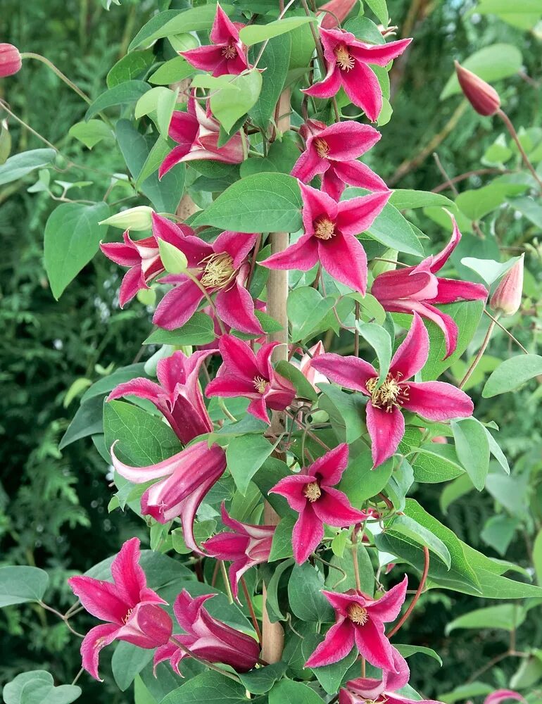 Клематис диана фото и описание сорта Clematis DIANA'S DELIGHT ™ Garden Crossings