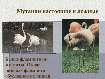 10 мутации