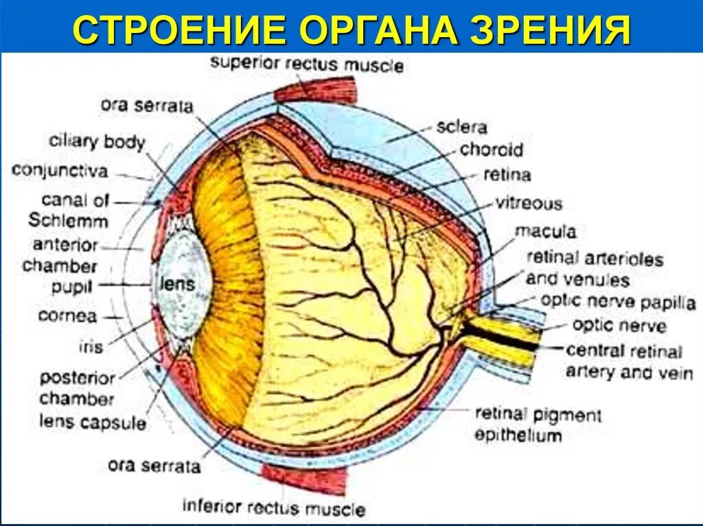 Органы человека глаза. Анатомические структуры органа зрения анатомия. Орган зрения. Строение органа зрения. Строение органа зрения человека.