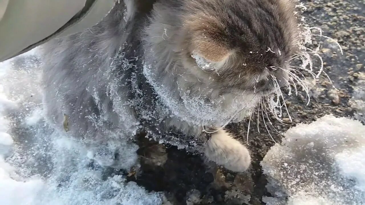 Замерзший кот твикс