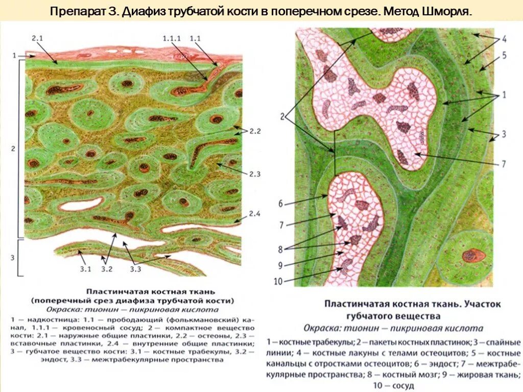 Поперечный срез трубчатой кости. Пластинчатая костная ткань препарат гистология. Костная ткань поперечный срез диафиза кости гистология. Продольный срез трубчатой кости гистология препарат. Трубчатая кость поперечный срез препарат.