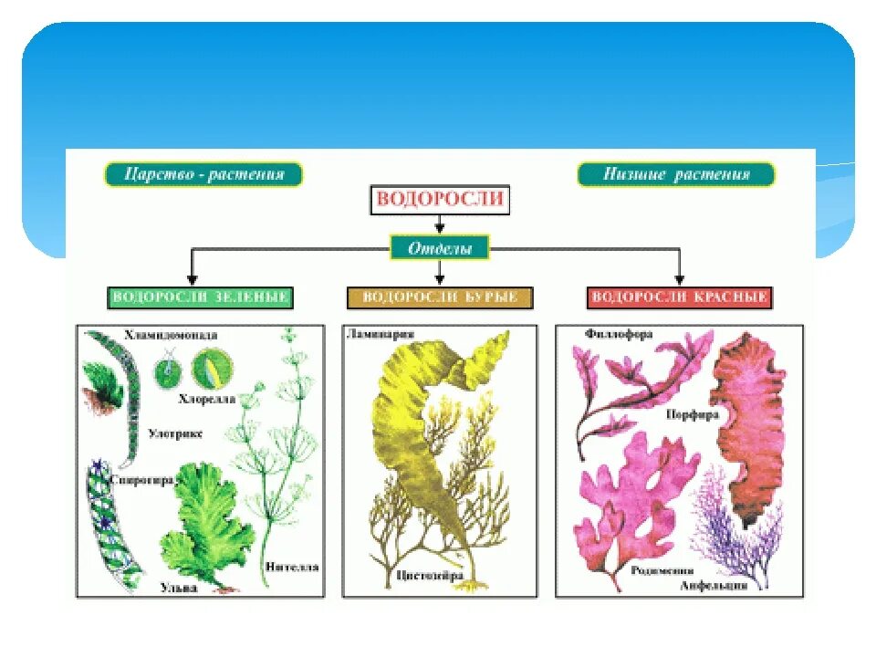 5 примеров водорослей. Схема отделов водорослей. Эволюция растений водорослей таблица. Схема водорослей по биологии. Царства растений высшие растения низшие растения.
