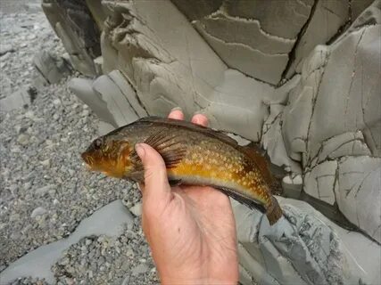 Рыба водится в охотском море
