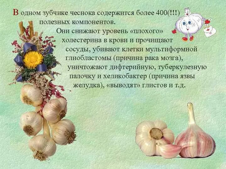 С какого возраста можно давать чеснок ребенку. Чеснок витамины. витамины в чесноке и луке. что содержится в одном зубчике чеснока. зубчик чеснока.