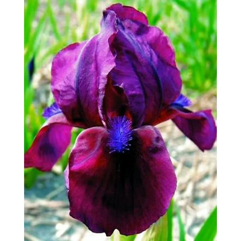 ирис бородатый черри гарден. ирис черри гарден. ирисы гарден. нессонова ирисы. ирис карликовый черри.