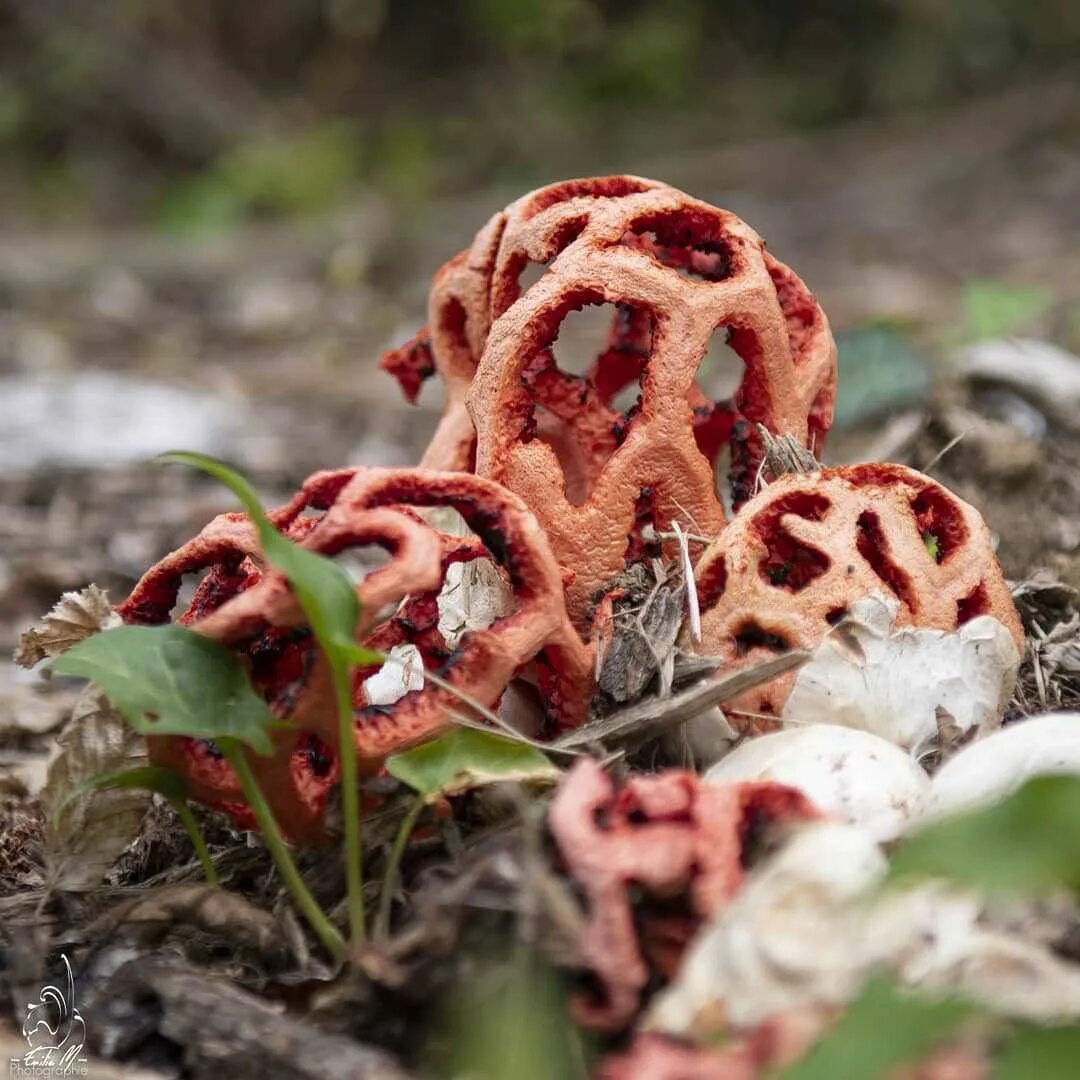 решёточник красный несъедобные грибы. решеточник красный. гриб решеточник красный. гриб решеточник красный. где растет решеточник.