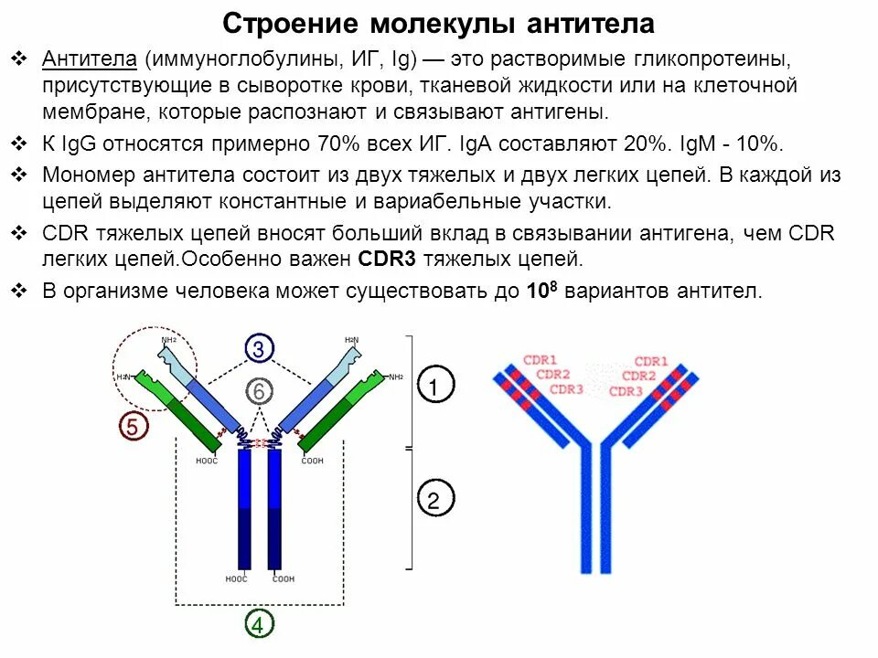 Схема иммуноглобулина. Антитела структура молекулы иммуноглобулина. Строение антитела микробиология. Структура антитела иммунология. Молекулярная структура антител.