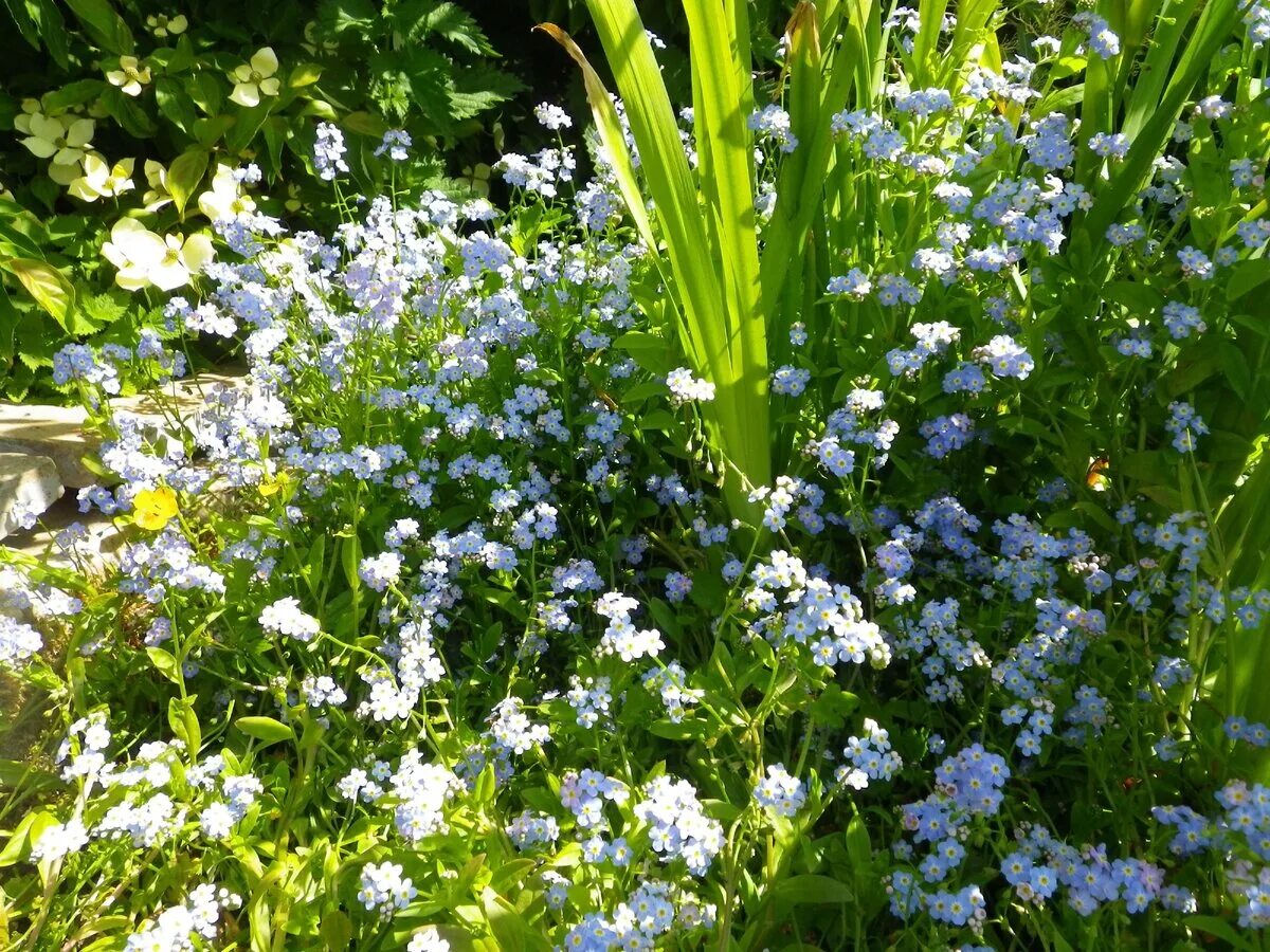 Незабудка Болотная Myosotis palustris. Альпийская Незабудка многолетник. Незабудка многолетняя Альпийская белая. Незабудка в саду