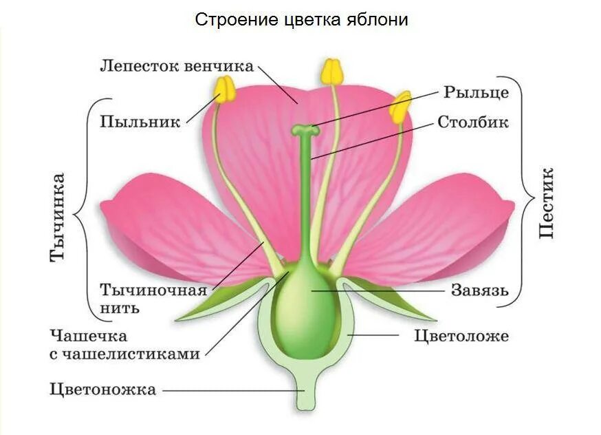 Яблони огэ. Чашелистики пестик тычинки венчик. Строение покрытосеменных растений строение цветка. Тычинка пестик пыльник завязь. Цветоножка и цветоложе чашечка.