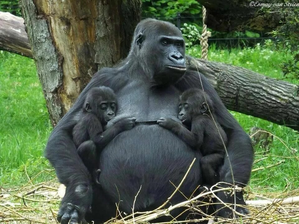 Обезьяна потом. Мама горилла. Горилла с малышом. Детеныш обезьяны. Обезьяна горилла.