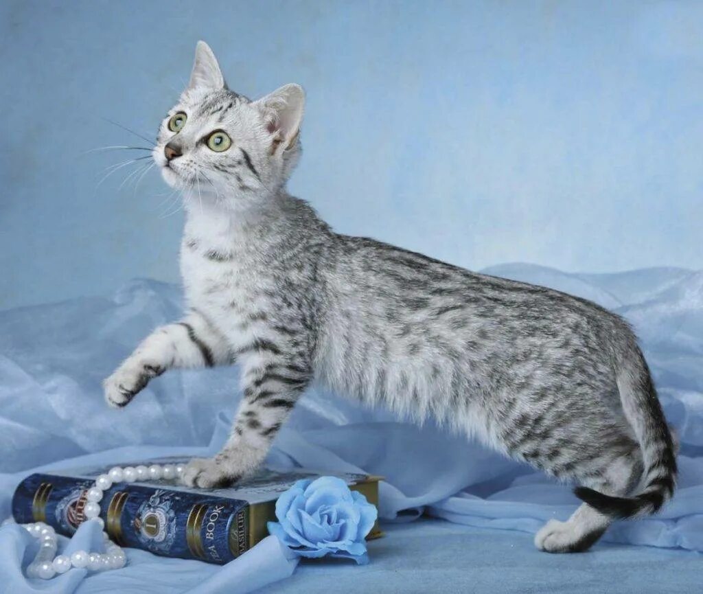 Фото кошек мау. Египетская МАУ кошка. Порода кошек Египетская МАУ. Тату Египетская кошка. Порода кошек Египетский Мао.