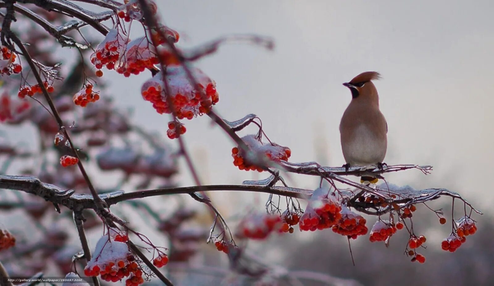 Природа снег птица. Зимняя рябина. Ранняя зима. Рябина в снегу. Зима рябина.