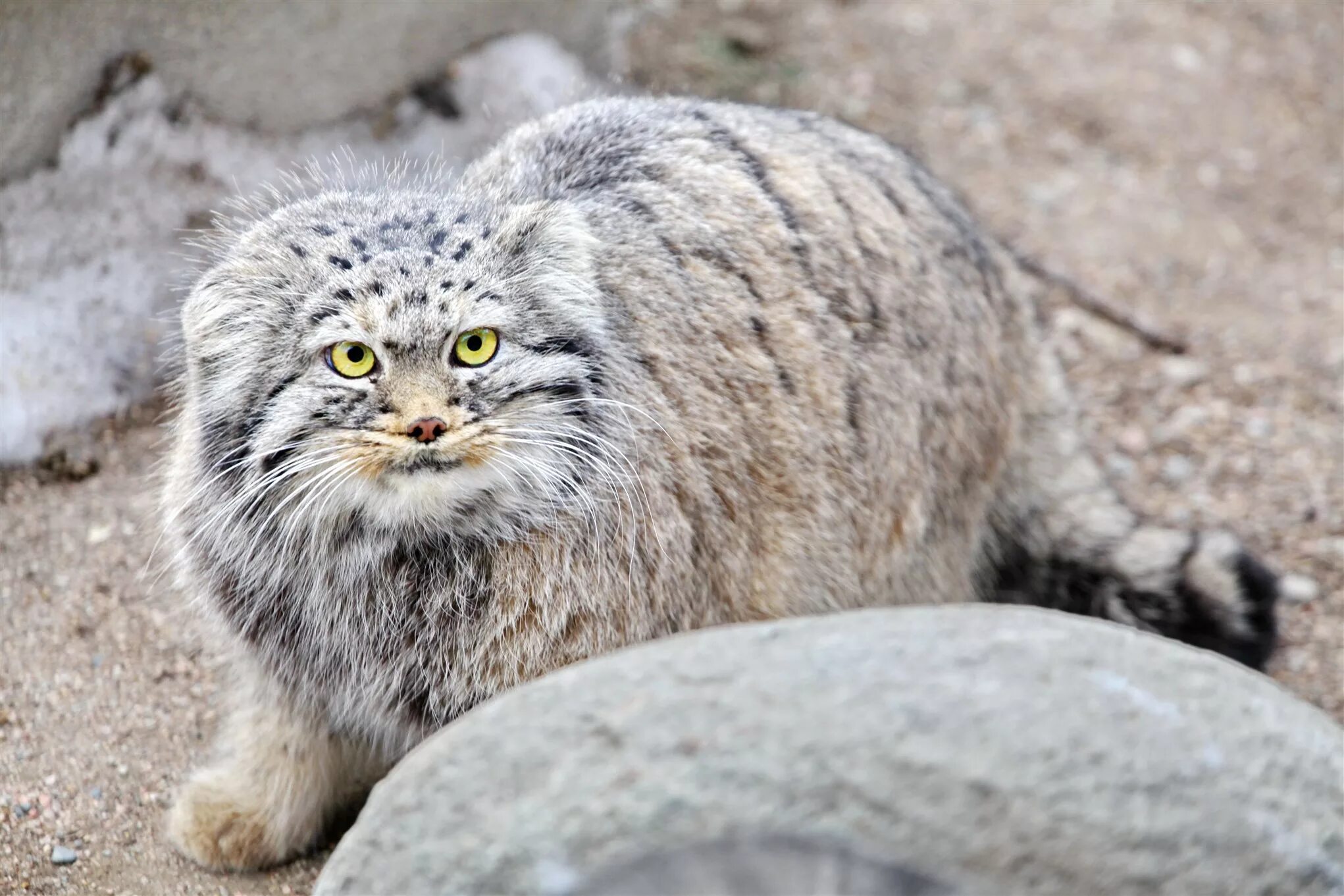 Кот Манул. Горный кот Манул. Тибетский Манул. Манул (палласов кот). Густота шерсти манула