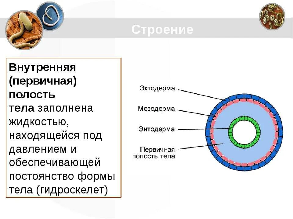 Полость тела круглых червей. Полость тела круглых червей первичная вторичная. Полости тела первичная вторичная смешанная таблица. Полости тела животных таблица.