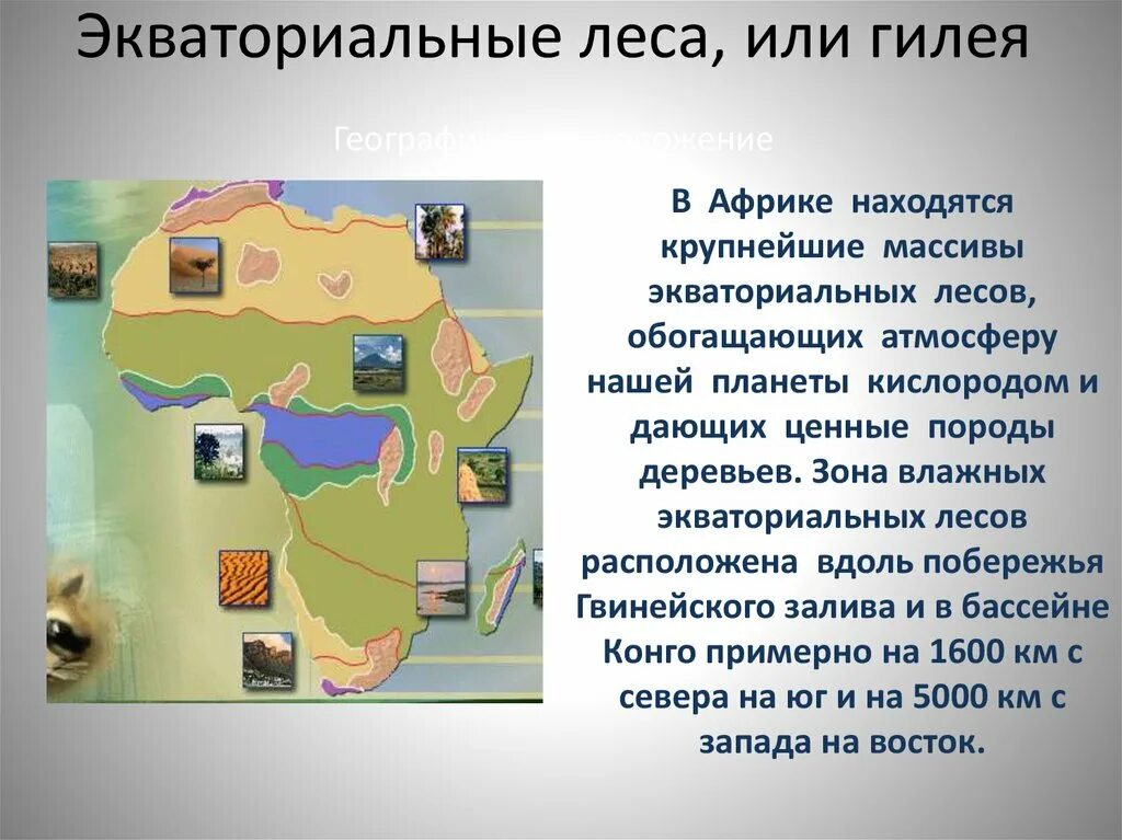 Климат зона экваториальных лесов Африки. Природные зоны Африки Гилея. Экваториальный климат природные зоны Африки. Экваториальные леса Африки географическое положение. Природная зона влажные экваториальные леса особенности климата