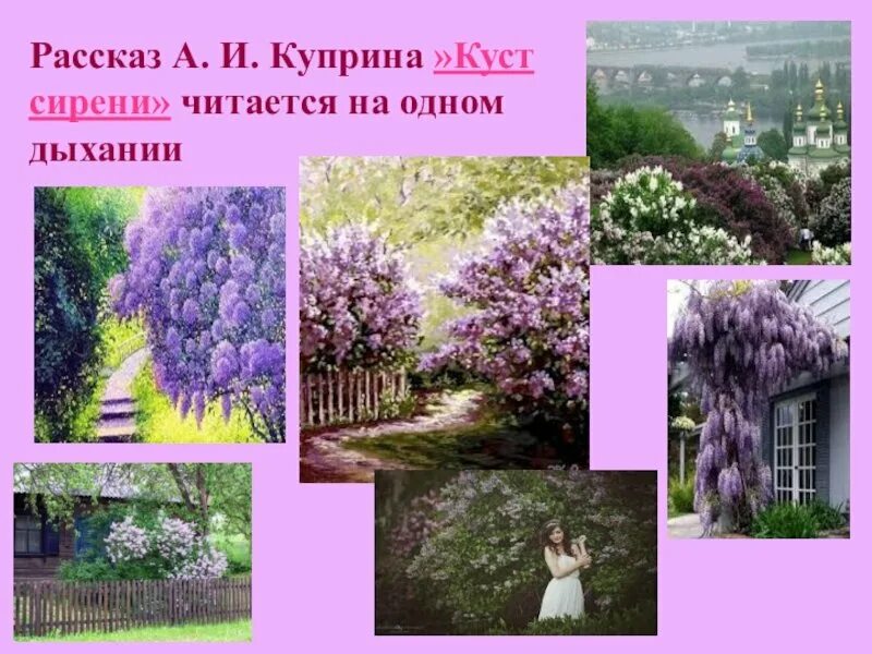 Эпизоды рассказа куприна куст сирени. Куст сирени Куприна. Куприн сиреневый куст.