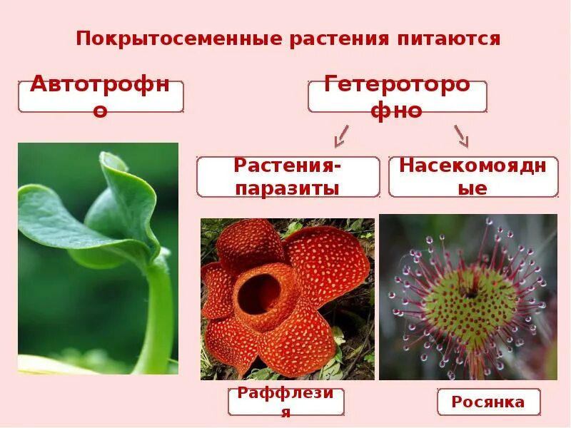 Данное растение является примером
