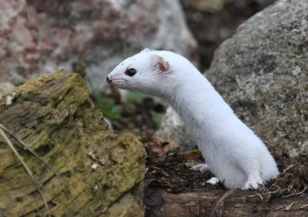 Горностай (mustela erminea). Горностай норка. Королевский горностай. Ласка (mustela nivalis). Ласка хорек куница горностай норка.