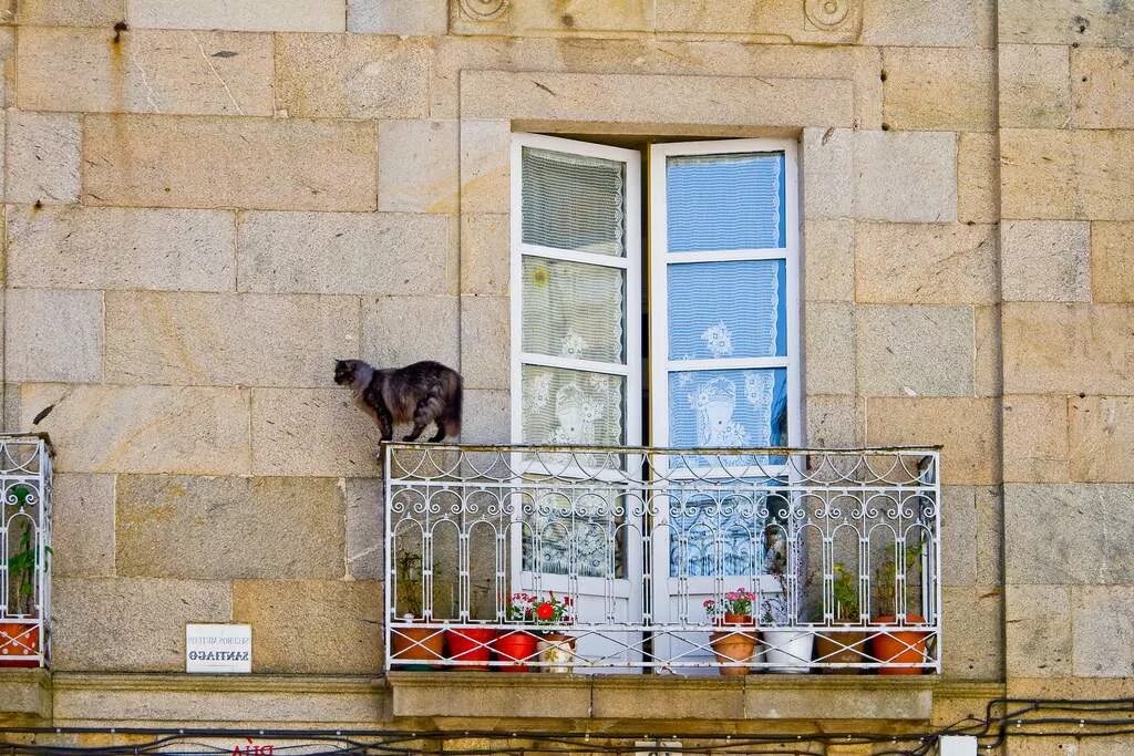 Коты на балконе. Балкон для кошек. Кошачий балкончик на балконе. Балкончик для кошки на окно. Кошачий балкон