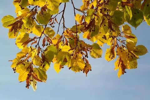 Осенние листья липы