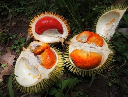Ran fruit