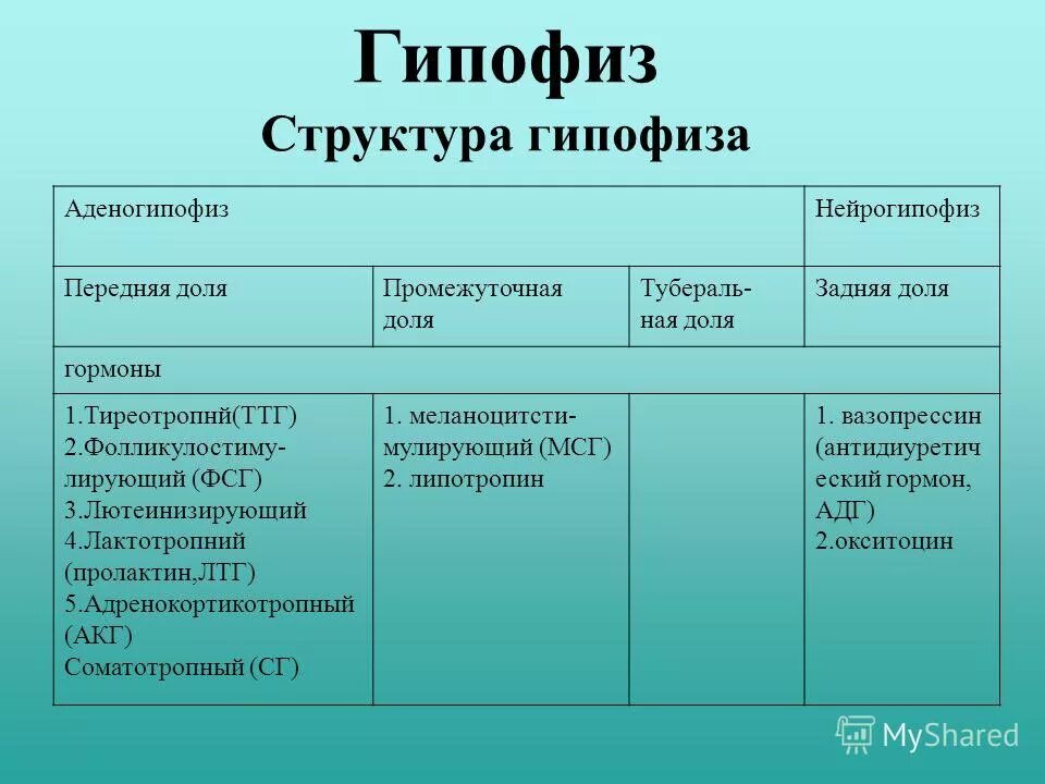 Обмен веществ гипофиза. Гипофиз строение таблица. Особенности строения гормона гипофиз. Гипофиз строение и функции таблица. Гипофиз гормоны и функции таблица.