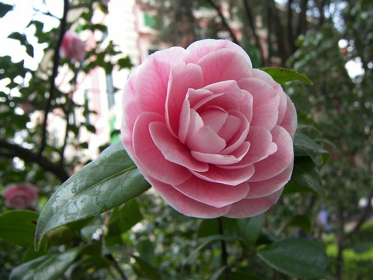 розовые камелии. розовые камелии. камелия японская бономиана. миддлемист камелия. миддлберийская розовая камелия.