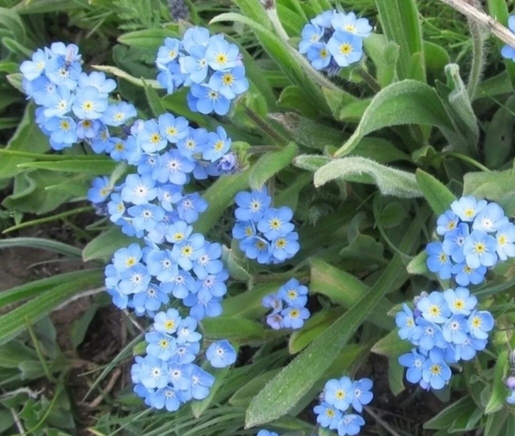 Альпийская Незабудка многолетник. Незабудка Альпийская (Myosotis alpestris). Незабудка Альпийская синяя чаша.